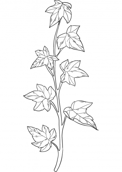Ivy coloring page image