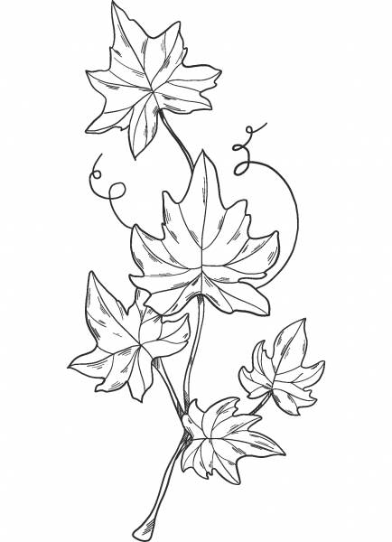 Ivy coloring page image