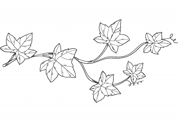 Ivy coloring page image