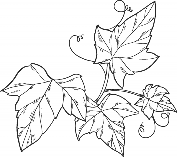 Ivy coloring page image