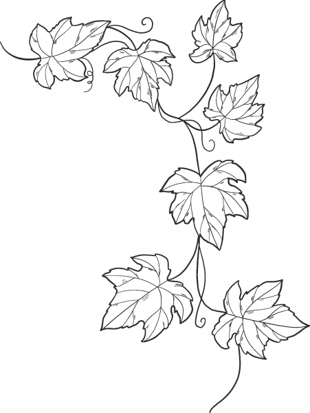 Ivy coloring page image