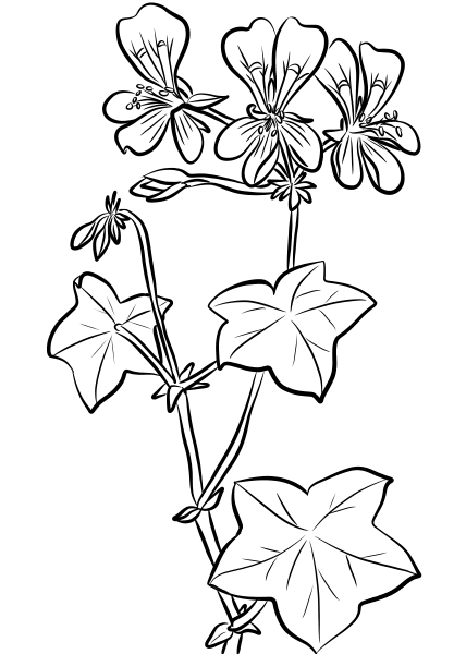 Ivy Leaf Geranium coloring page image