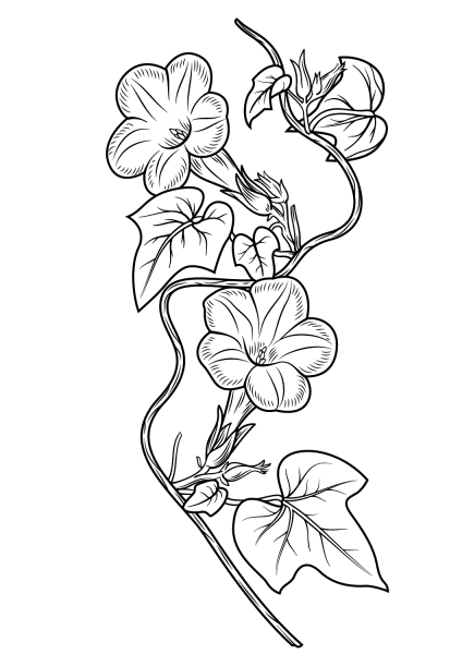 Ivy-leaf Morning Glory coloring page image