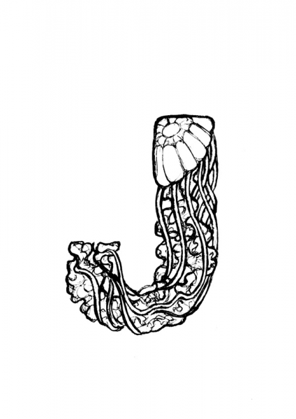 J is for Jellyfish coloring page image