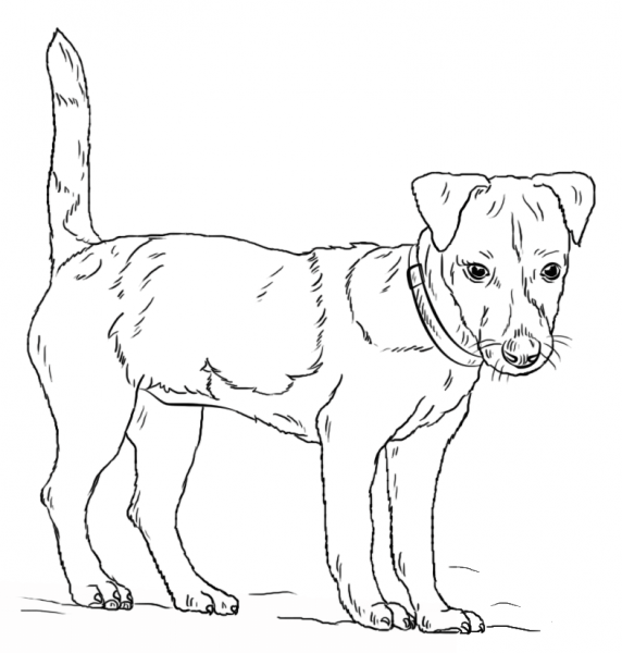 Jack Russell Terrier coloring page image