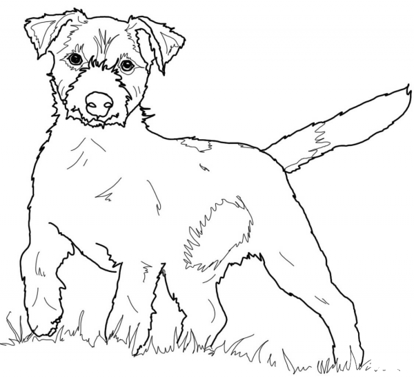 Jack Russell Terrier coloring page image