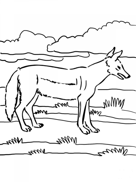 Jackal coloring page image