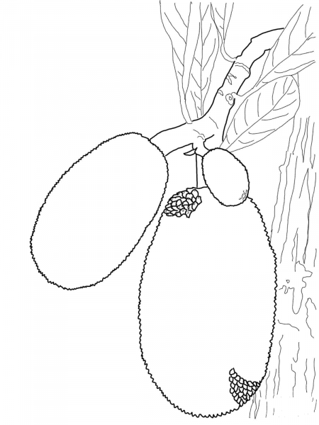 Jackfruit coloring page image