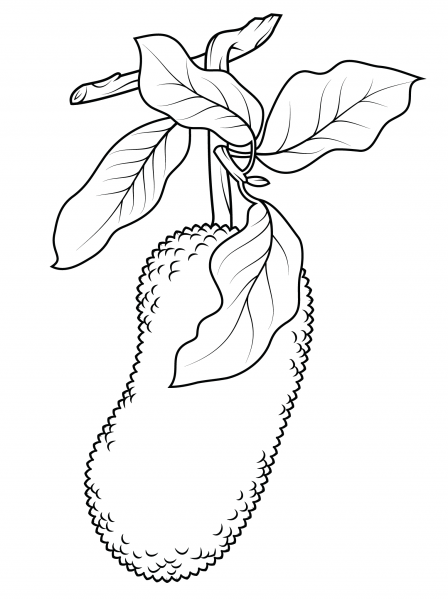 Jackfruit on Branch coloring page image