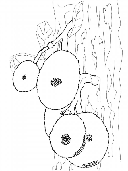 Jackfruits on Tree coloring page image