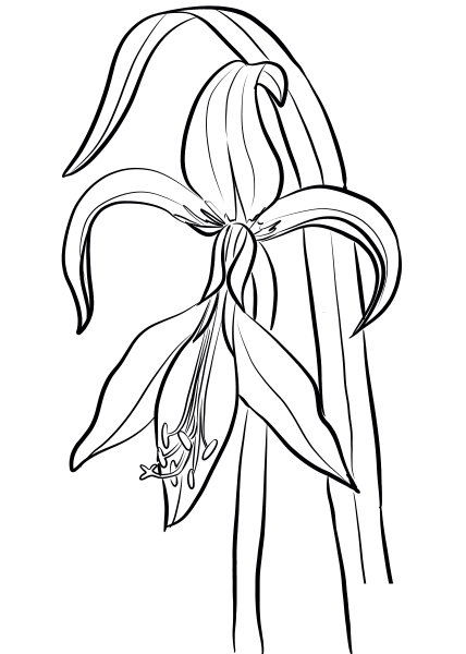 Jacobean Amaryllis coloring page image