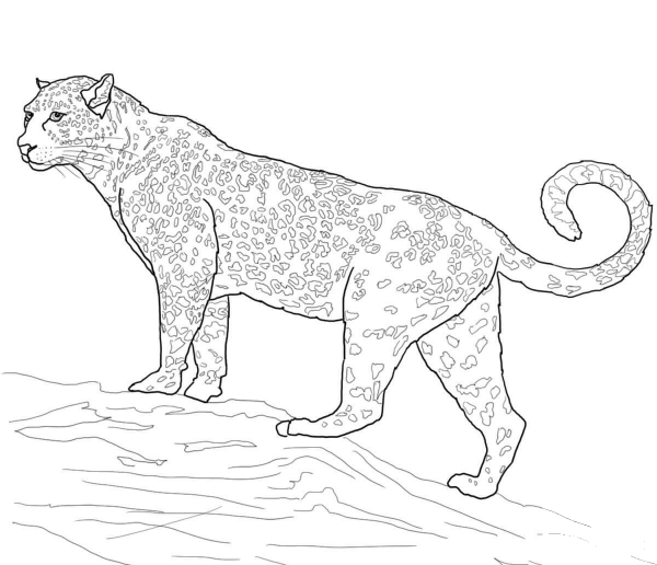 Jaguar Big Cat coloring page image