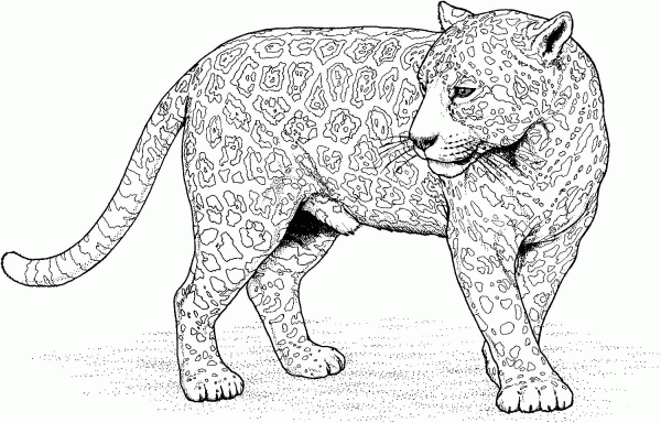 Jaguar coloring page image