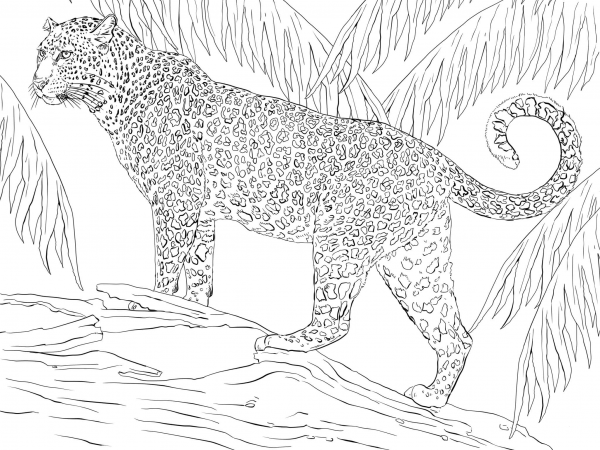 Jaguar coloring page image