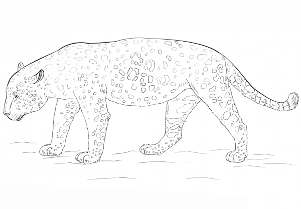 Jaguar coloring page image