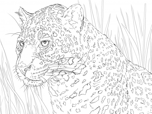 Jaguar Portrait coloring page image
