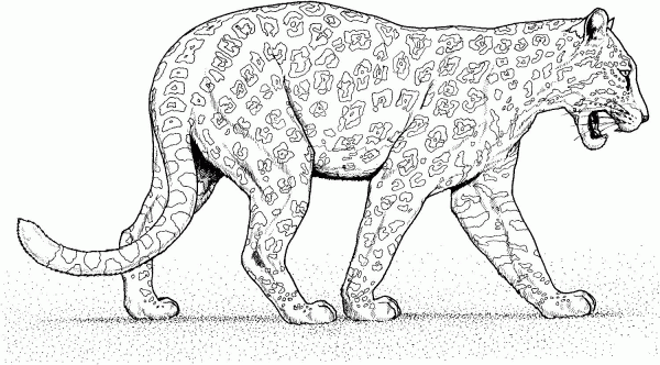 Jaguar Walks coloring page image