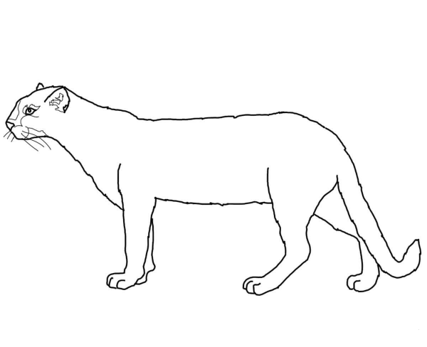 Jaguarundi coloring page image