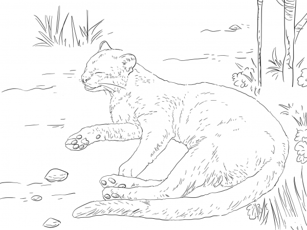 Jaguarundi Resting on a Ground coloring page image