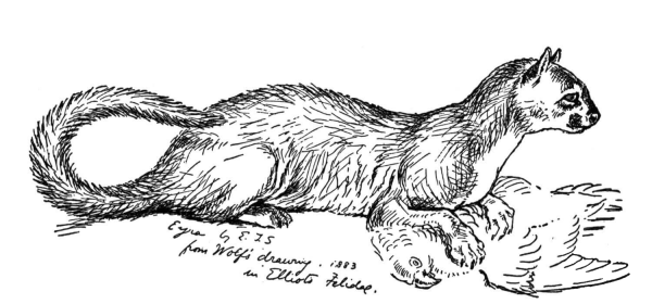 Jaguarundi Wild Cat coloring page image