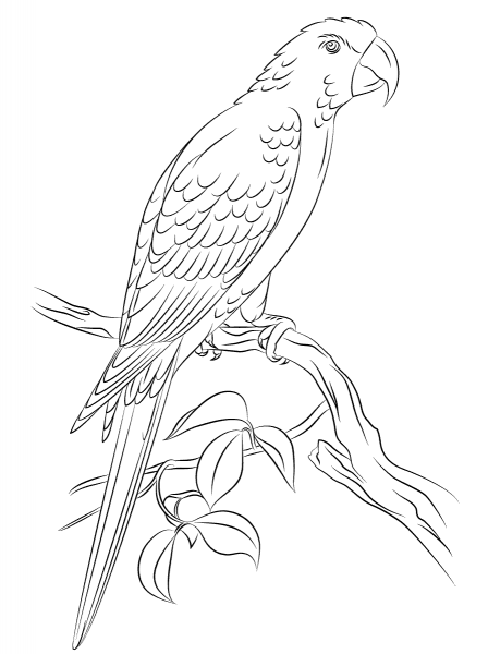 Jamaican Red Macaw coloring page image