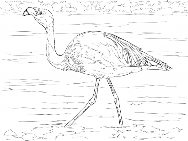 James’s Flamingo coloring page image
