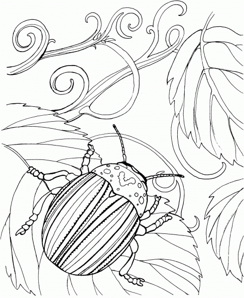 Japanese Beetle coloring page image