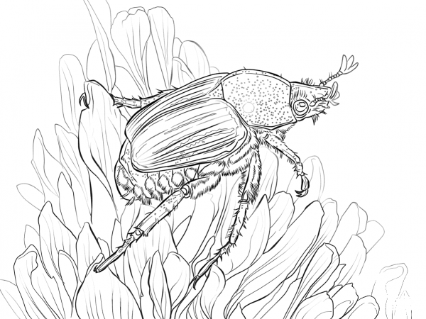 Japanese Beetle Sits on Flower coloring page image
