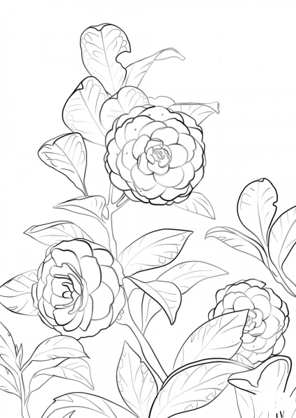 Japanese Camellia coloring page image