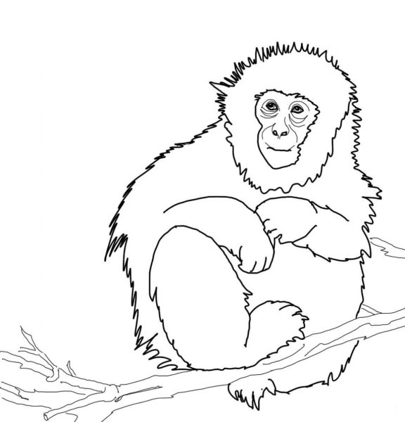 Japanese Macaque or Snow Monkey coloring page image