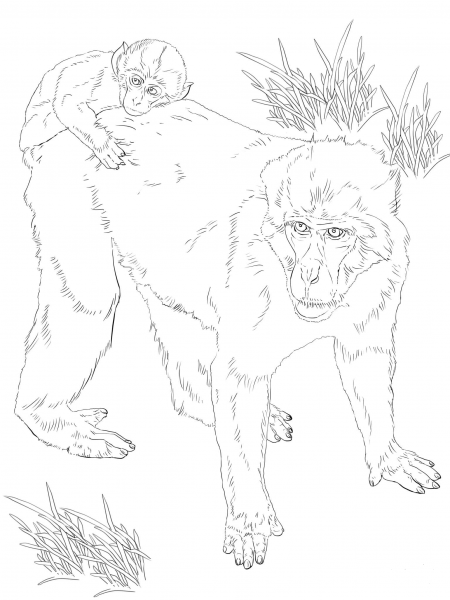 Japanese Macaque with Baby coloring page image