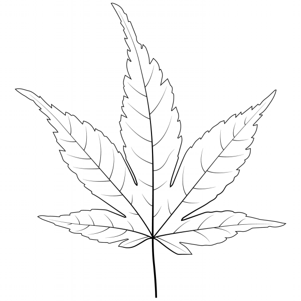 Japanese Maple Leaf coloring page image