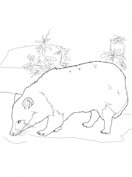 Japanese Raccoon Dog coloring page image