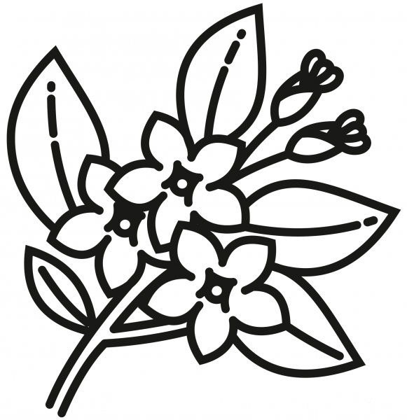 Jasmine coloring page image