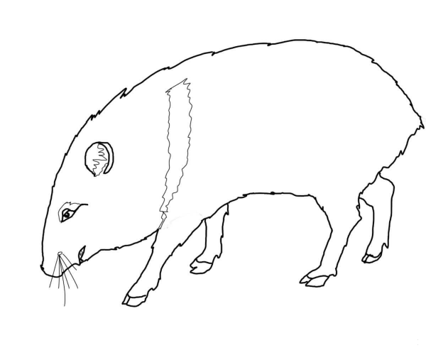Javelina coloring page image