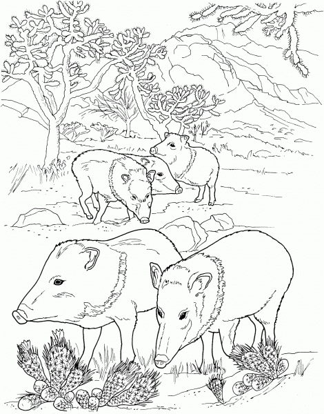 Javelina Peccaries Wild Pigs coloring page image