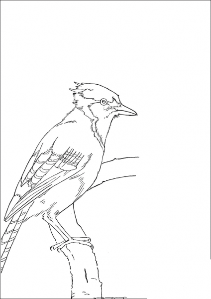 Jay Bird  coloring page image