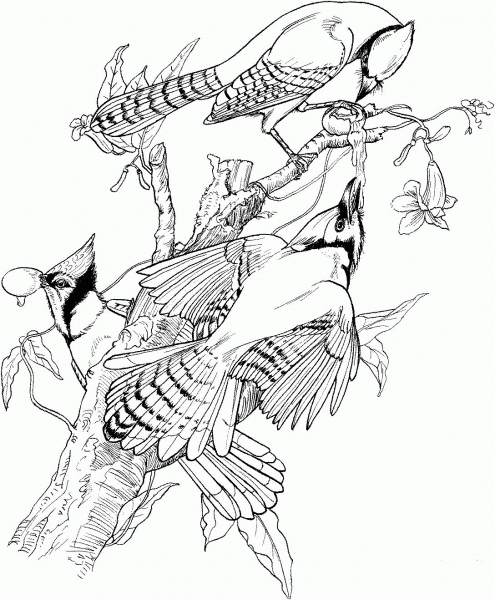 Jays on the Tree  coloring page image