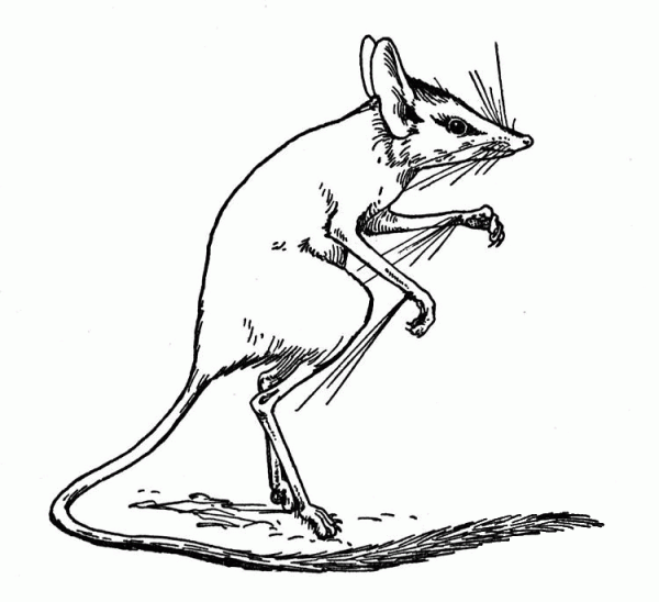 Jerboa coloring page image
