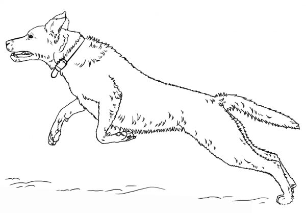 Jumping Labrador Retriever coloring page image