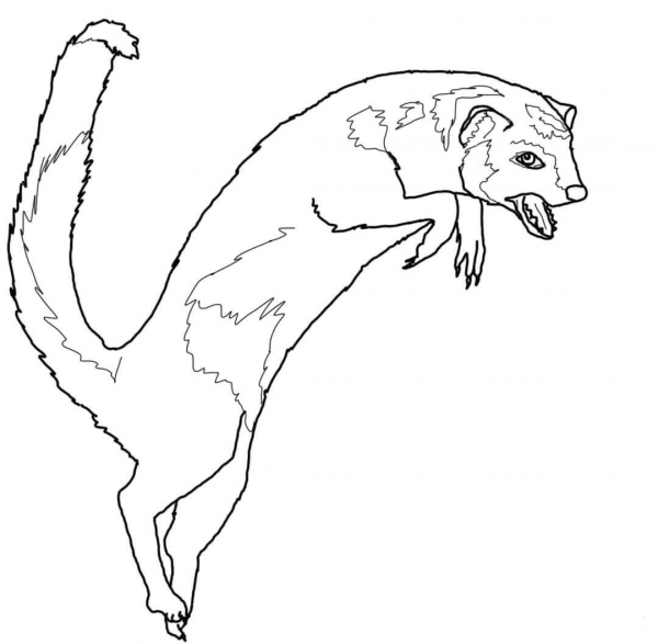 Jumping Mongoose coloring page image