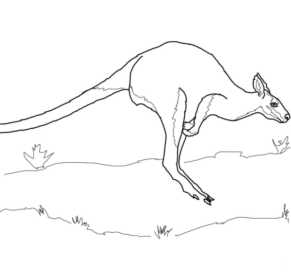 Jumping Wallaby coloring page image