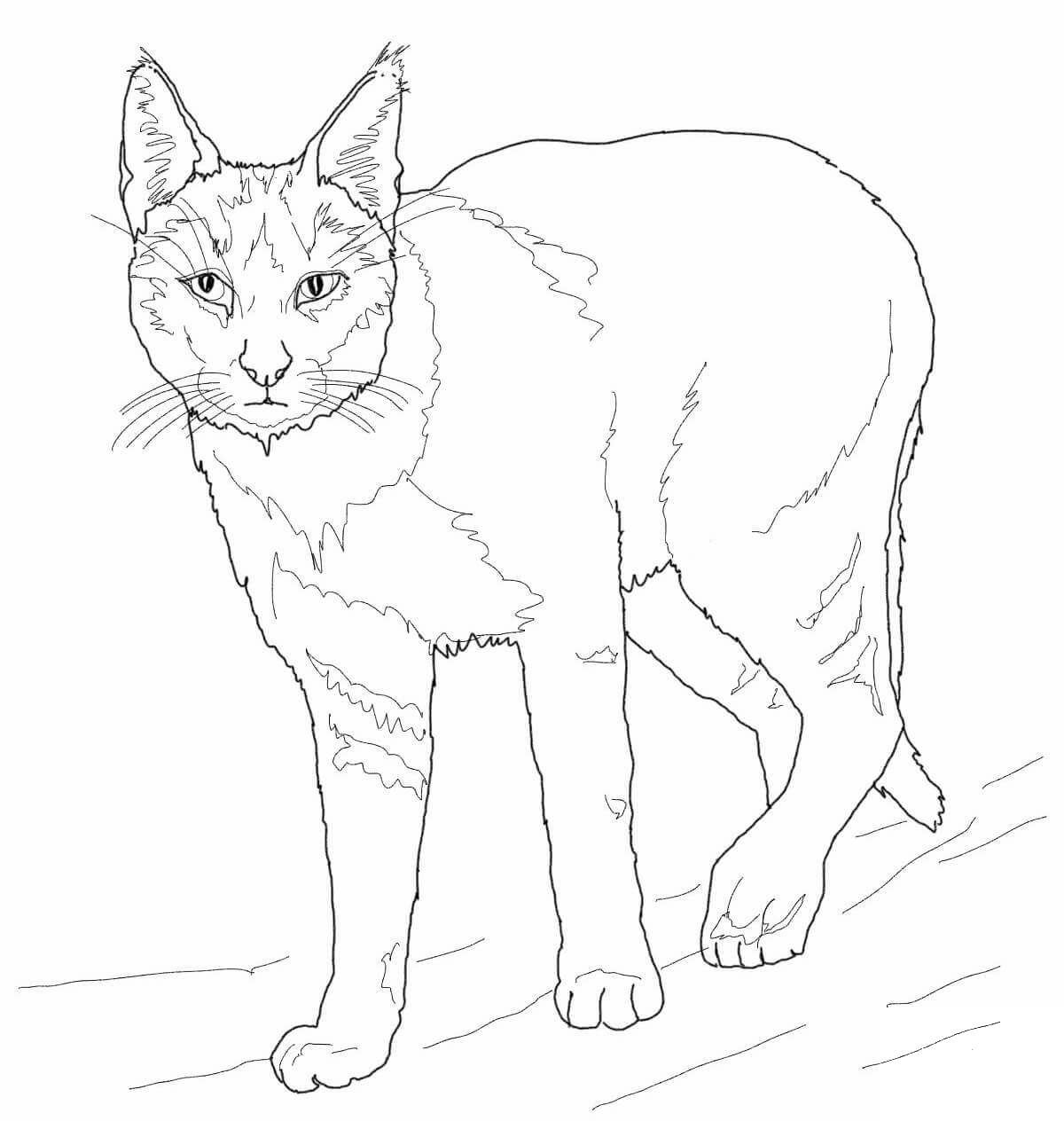 Jungle Cat coloring page - ColouringPages
