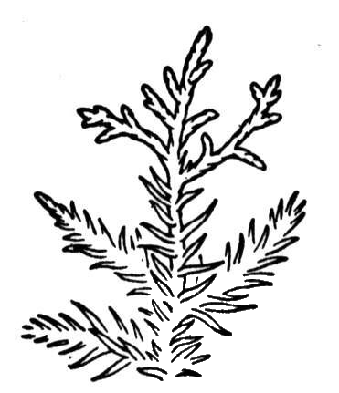 Juniper 3 coloring page image