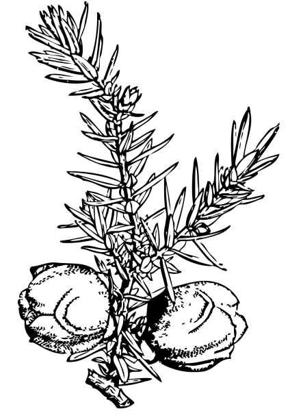 Juniper branch coloring page image