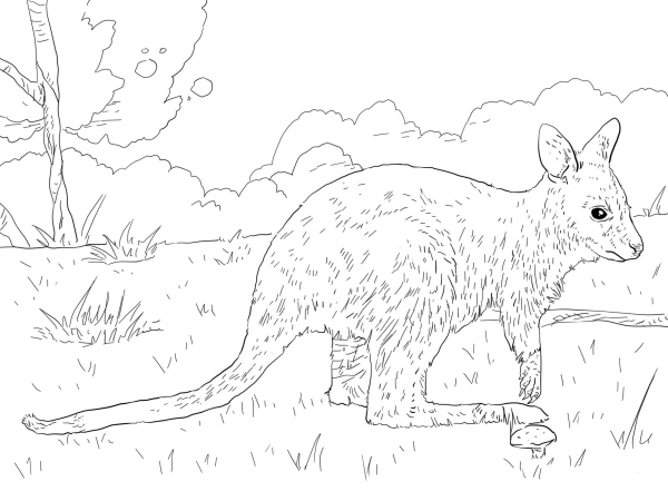 Juvenile Bennett’s Wallaby coloring page image