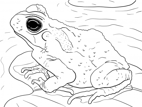 Juvenile Cane Toad coloring page image