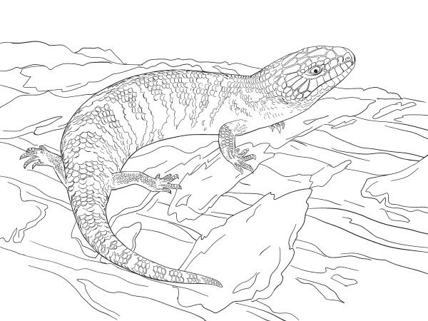 Juvenile Eastern Blue Tongued Skink coloring page image