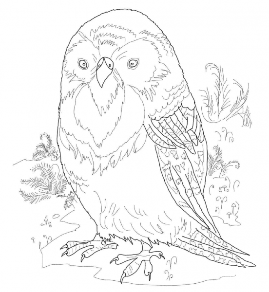 Kakapo coloring page image