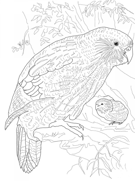 Kakapo Parrot coloring page image